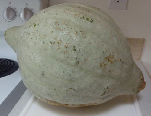Origins of the Hubbard Squash